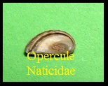 opercule Natice